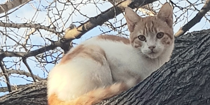 Adelia Mazzeo sull'uccisione di sette gatti a Parco Valeria: «Assassini senza volto»