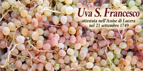 L’uva San Francesco. Un’antica uva di Lucera