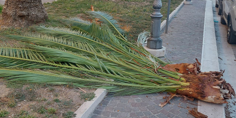 Lega, San Severo: «Le palme della città rischiano di cadere in testa ai cittadini»